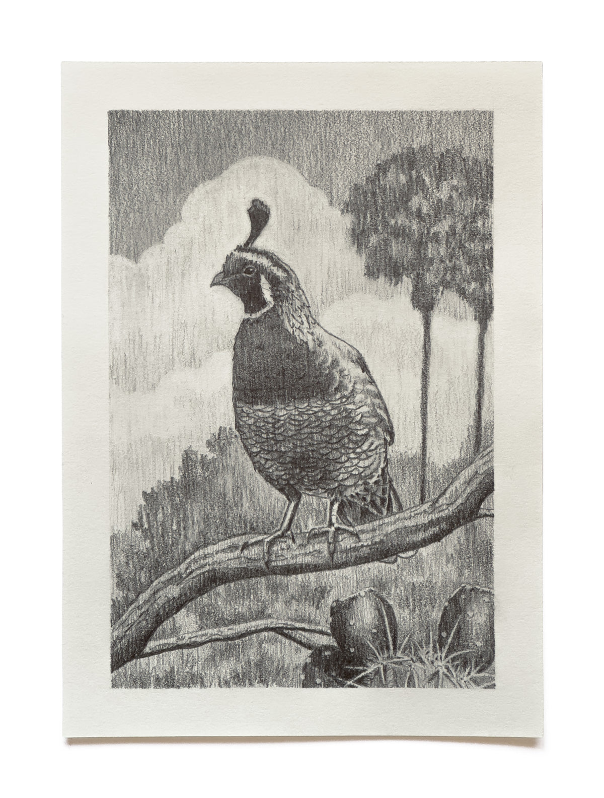 California Quail - Original Drawing