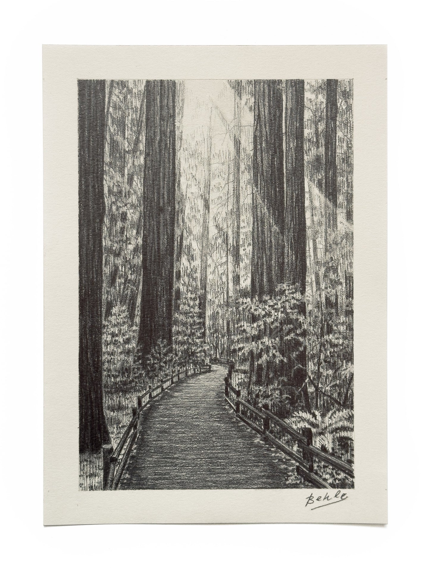 Redwood Trail - Original Drawing