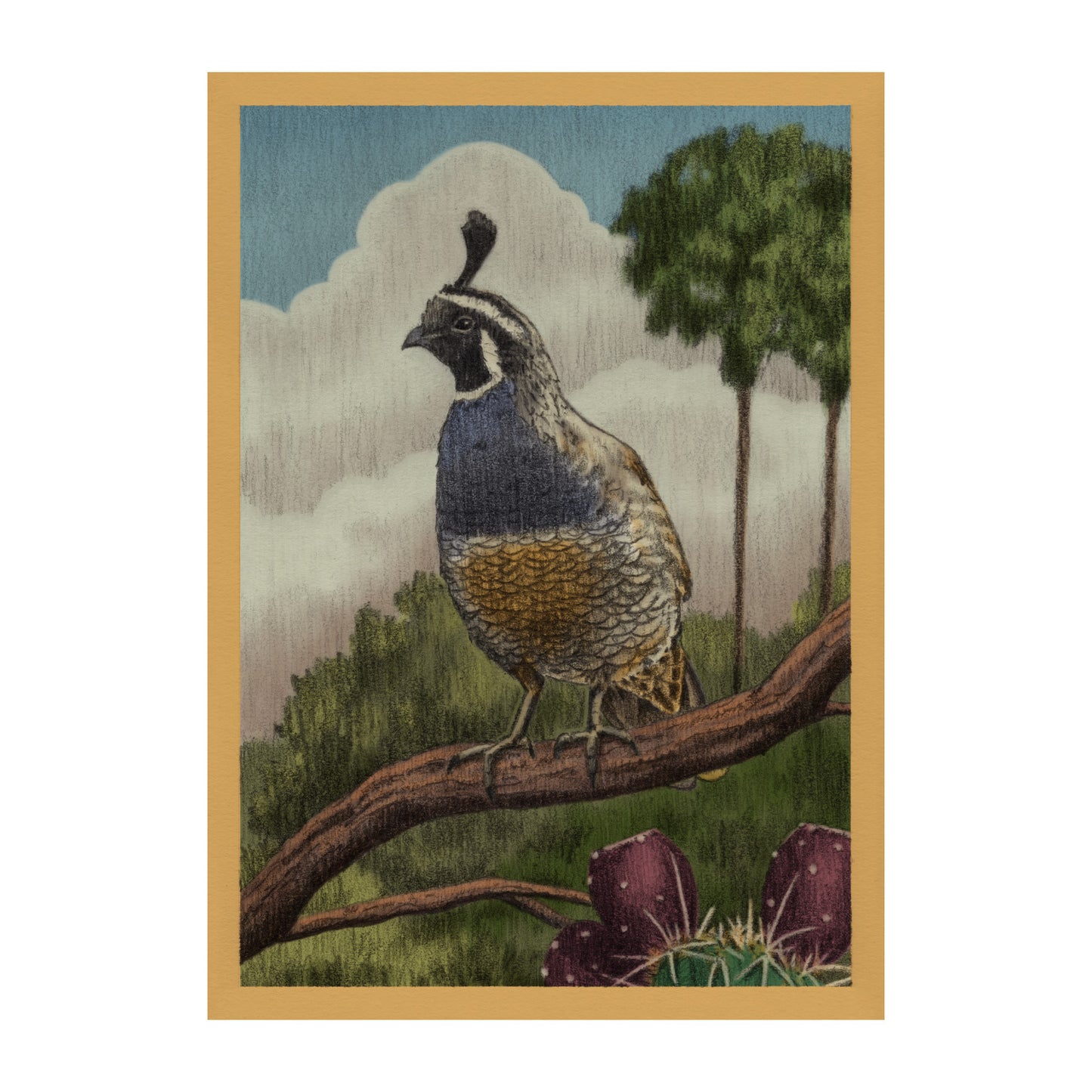 California Quail
