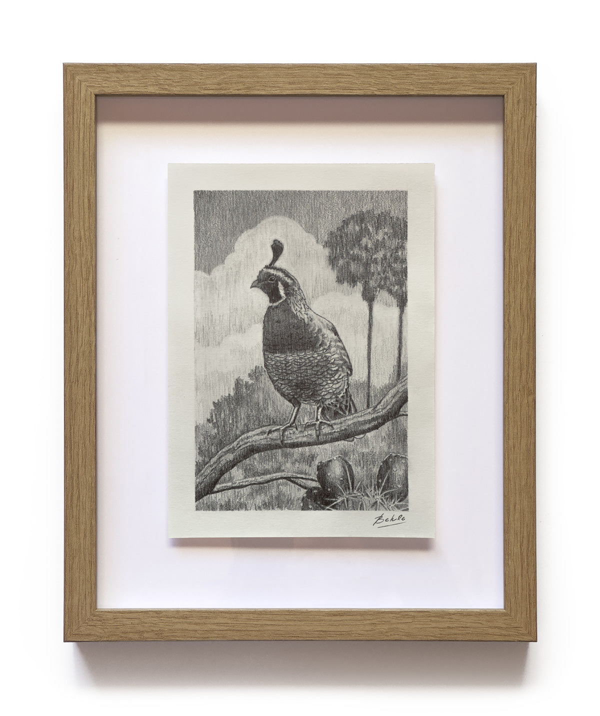 California Quail - Original Drawing