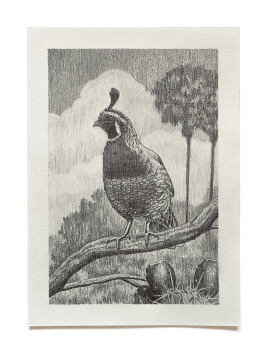 California Quail