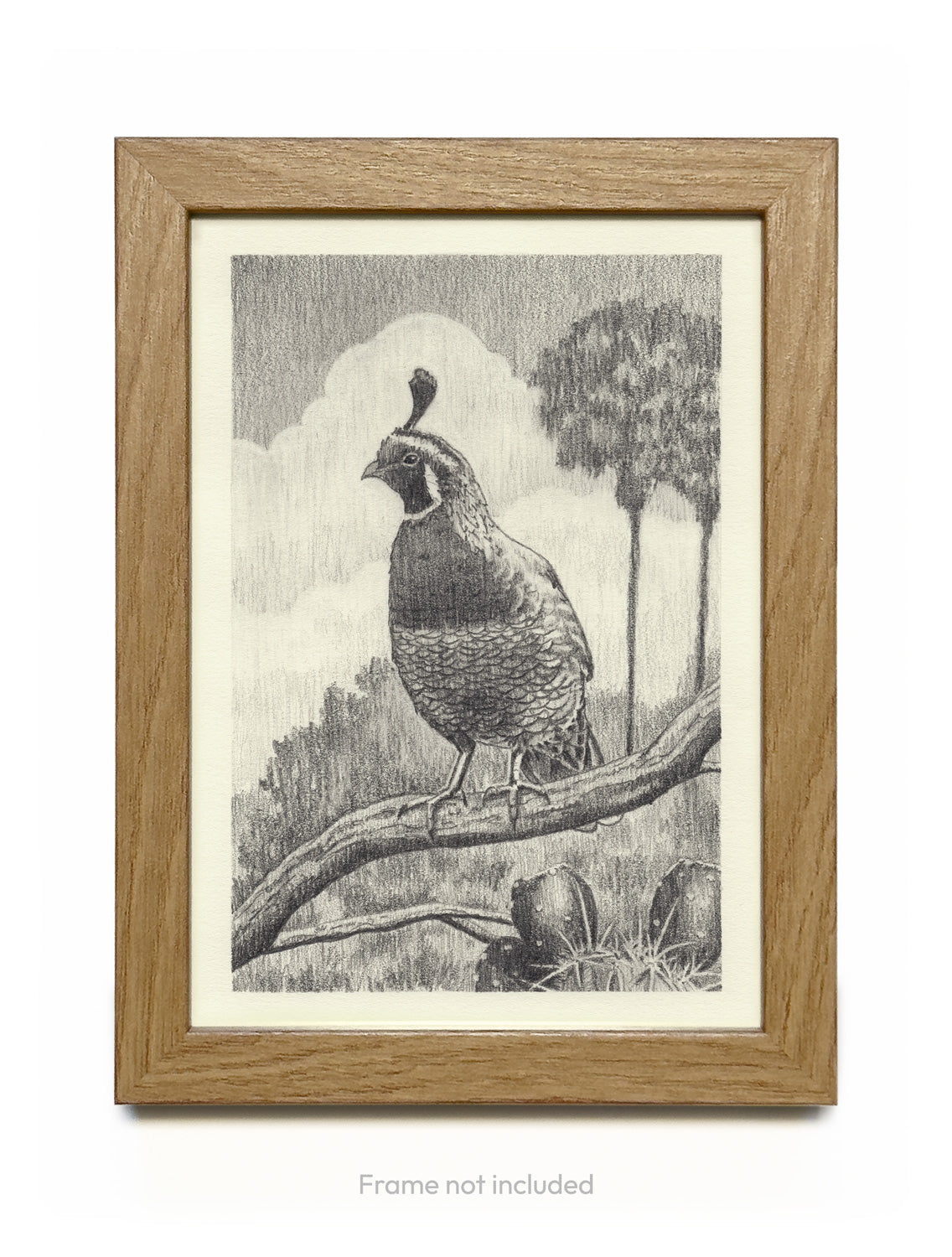 California Quail