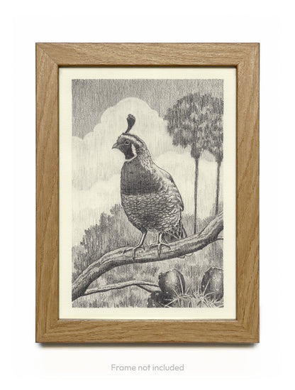 California Quail