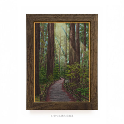 Redwood Trail