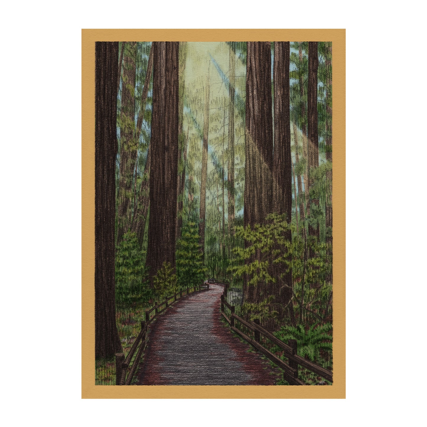 Redwood Trail